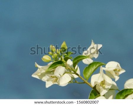 view white flowers on  nature background
