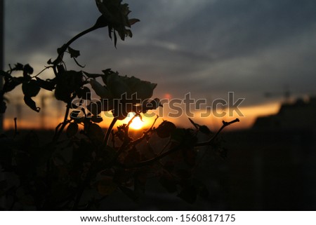 rose on the windowsill against the sunset