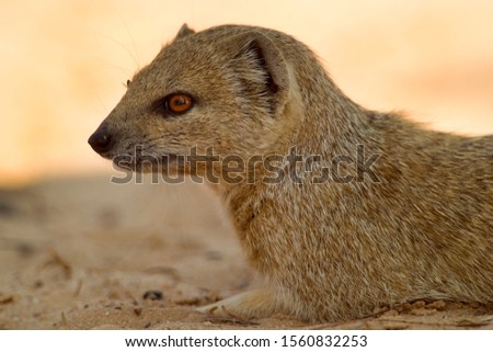 Yellow mongoose (Cynictis penicillata), Kgalagadi Transfrontier Park, Kalahari desert, South Africa.