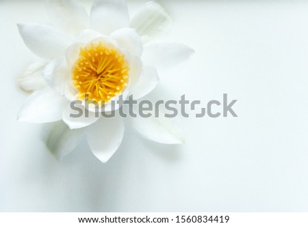 White delicate water lily flower on a white background. Wild flower for the princess. Beauty and grace. Natural perfection.