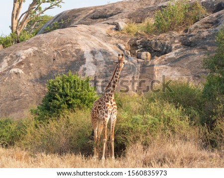 Masai Giraffe in Serengeti National Park, Tanzania.