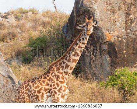 Masai Giraffe in Serengeti National Park, Tanzania.
