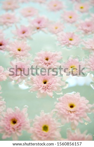 pink flower on water, spa decoration, Healthy Concept.