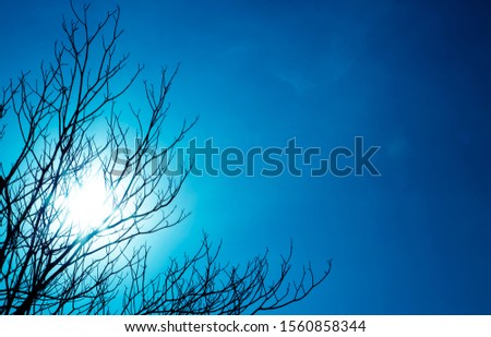 A picture of a branch of dry branches And the light from the sun shining on the twigs in black stripes Beautiful background like artstic paintings.