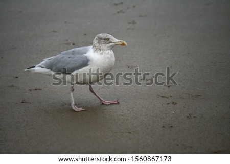 a seagull on the beach of the North Sea