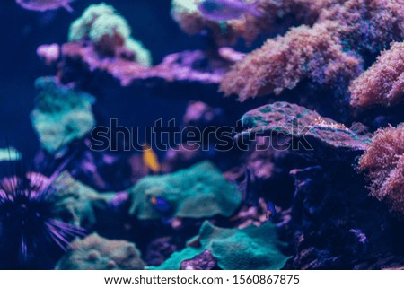 Beautiful Live Corals in water