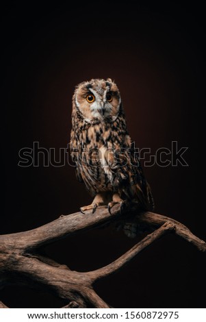cute wild owl sitting on wooden branch isolated on black