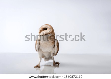 beautiful wild barn owl isolated on white