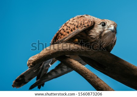 cute wild owl on wooden branch isolated on blue