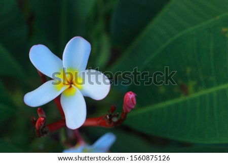 Champa white flowers in Thailand