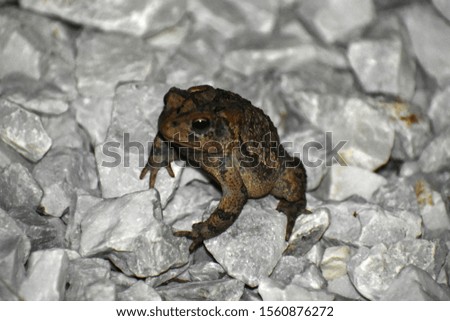 large toad frog on white rocks