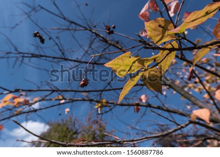 Yellow leaves and berries on tree branches with blue sky at background