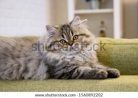 Playful long-haired kitten Persian chinchilla gray color. Home pet. Naughty cat. Royalty-Free Stock Photo #1560892202