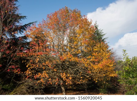 Bright Orange Autumn Leaves of a Tupelo or Black Gum Tree (Nyssa sylvatica) in a Woodland Garden Royalty-Free Stock Photo #1560920045