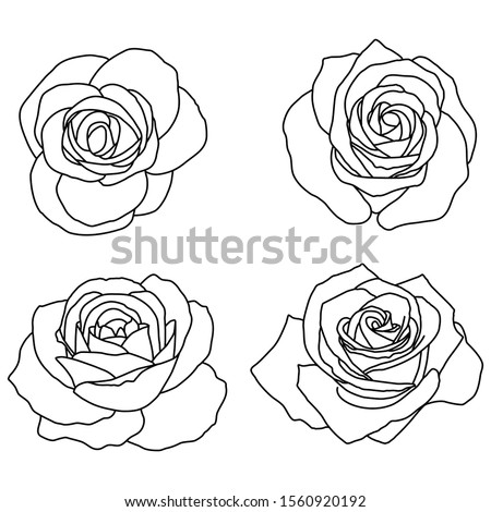 Hand-drawn vector illustration. Roses on a white background. Silhouette of a rose.