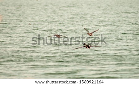 birds flying over the water in a pond