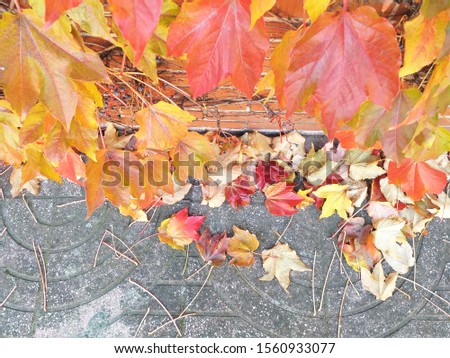 Top view of colorful leaves dried leaves on the ground photo copy space 