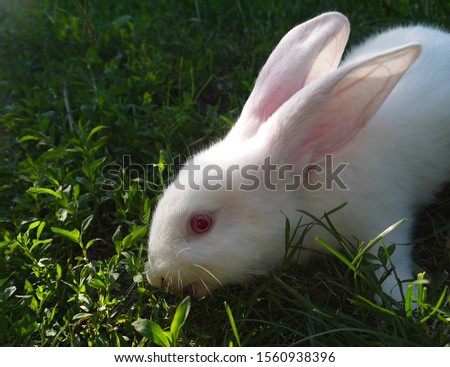 Colorful white little rabbit on a background of green grass.