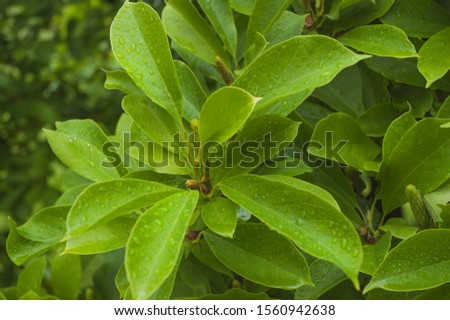 Tender Green Leaves of a Japanese Magnolia in Spring After the Rain