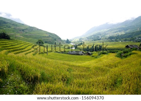 the terraced fields on the mountain slopes in the fog - an area of particularly rare in the world 