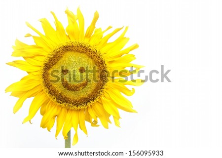 smiling face of sunflower isolated on white background 