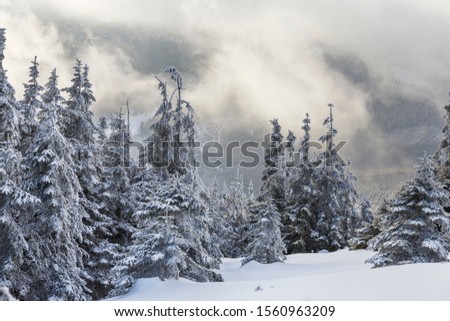 Landscape scene in the mountain forest. Misty winter landscape in the snowy wood.
