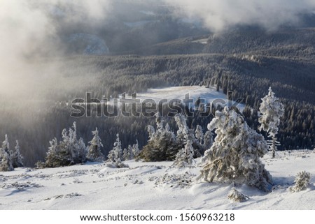 Landscape scene in the mountain forest. Misty winter landscape in the snowy wood.