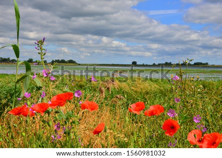 poppy field in Downham, England