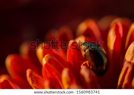 Red chrysanthemums and beetle macro photography