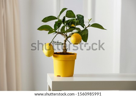 Lemon tree in yellow flowerpot in bright white colors with picture frame with blurred white wall background. Nice delicate decorations on small white table.