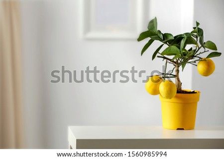 Lemon tree in yellow flowerpot in bright white colors with picture frame with blurred white wall background. Nice delicate decorations on small white table.
