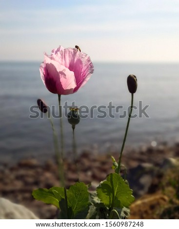 A pretty pink poppy flower with a bee on top. The sea on background. Close up with shallow depth of field.