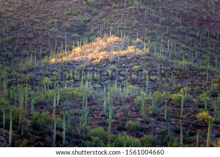 Saguaro National Park, Sonora Desert, Arizona, Tucson, USA.