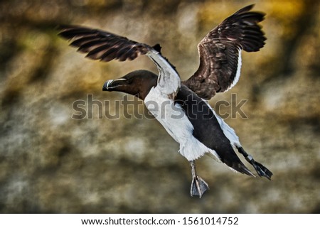Razorbill birds in Scotland