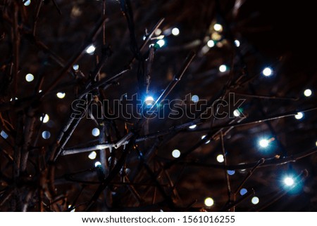 Christmas holidays. Bokeh of the illuminating lights of a garland in the branches of tree outdoor at winter night