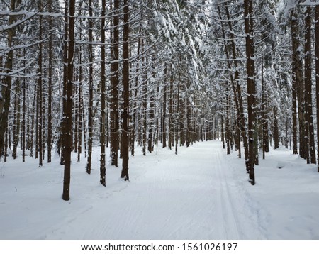 winter spruce forest covered with snow