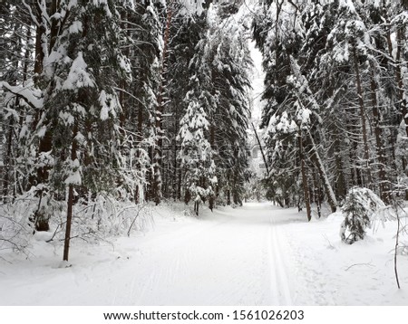 winter spruce forest covered with snow