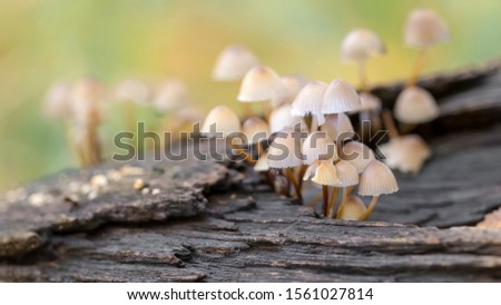 small mushrooms grow in a forest on a rotten tree