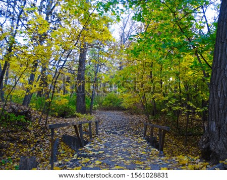 Autumn picture, wooden bridge in the forest.