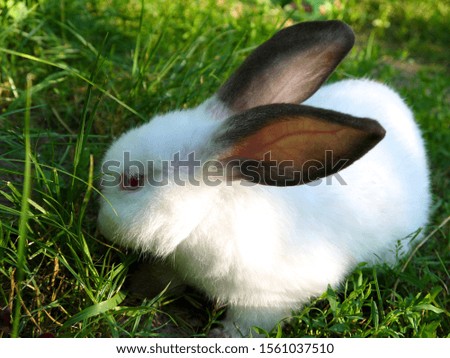 Beautiful white rabbit with a dark nose and ears on the grass. Bunny eats grass.	