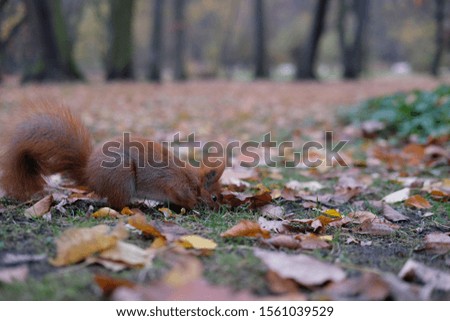 Squirrels in natural environment and trees