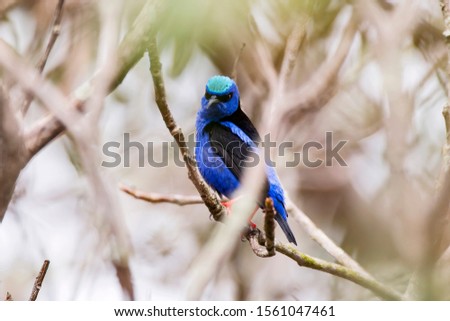 Bird photographed in Guarapari, Espirito Santo. Southeast of Brazil. Atlantic Forest Biome. Picture made in 2013.