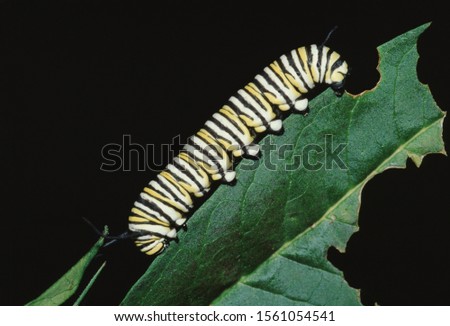 Monarch Butterfly Larva Caterpillar (Danaus Plexippus)