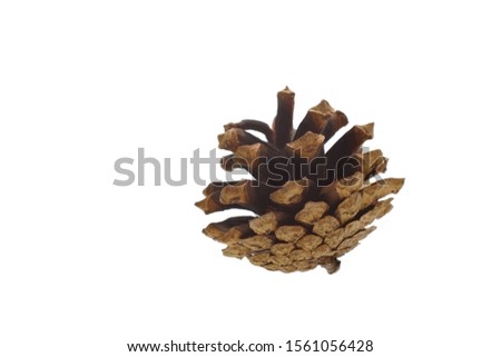 pine cone isolate on a white background