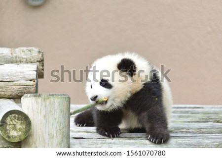 Very cute giant panda baby.