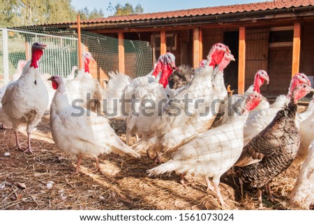 domestic turkeys near a farm shed outdoor