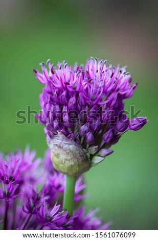 Portrait view of allium seed head of a purple sensation