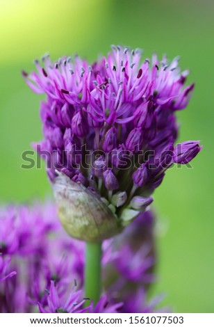Violet seed head of a newly blooming purple sensation allium