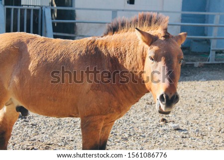 A brown horse stands on the ground with small stones on the background of the blue fence. A horse with a short mane and brown eyes looks into the frame. Side view, close-up. Clear autumn day.
