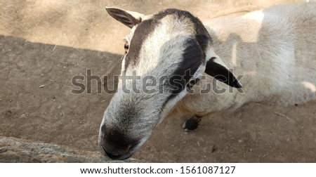beautiful picture of a goat in the farm